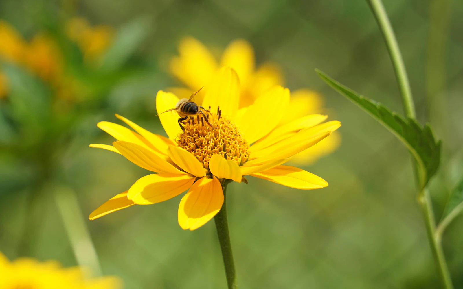 bumblebee pollinating a yellow flower