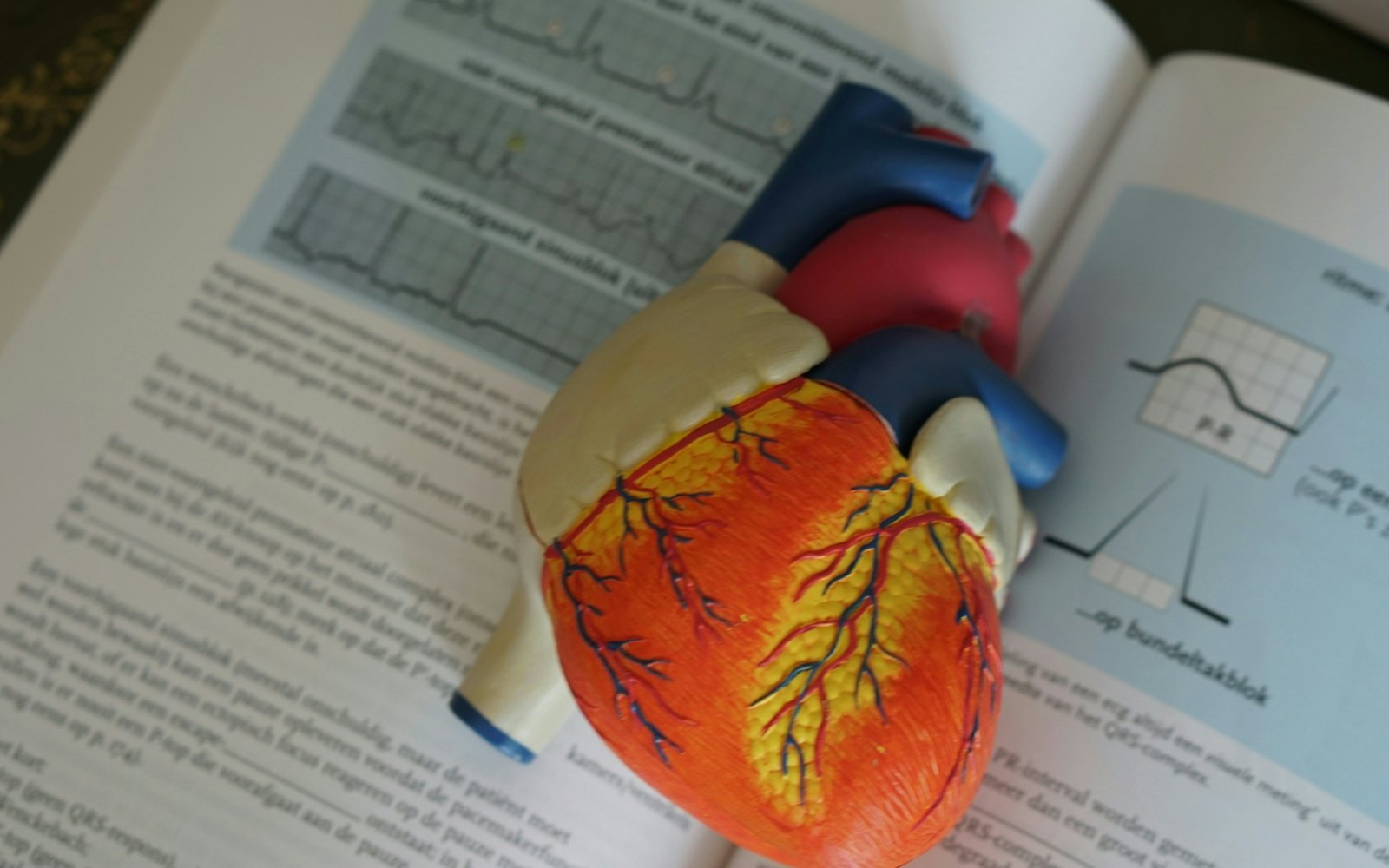 Fake heart model lying on textbook